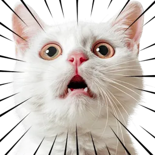 😳 gato, assustado, amedrontado, chocado, gato branco, animal, animal de estimação, surpresa telegram sticker