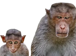 😐 猴子, 动物, 野生动物, 灵长类, 哺乳动物, 可爱 telegram sticker