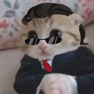 😐 gatto, occhiali da sole, abito, divertente, meme, animale telegram sticker