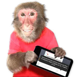 🐒 в всех нежела meg
Администраторы группы запретили Вам отправлять сюда стикеры до гр. 7 марта
00:40
• Сообщение Affe, Smartphone, Aufkleber whatsapp sticker