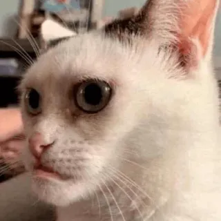😭 кот, белый кот, смешной кот, мем, животное, питомец telegram sticker
