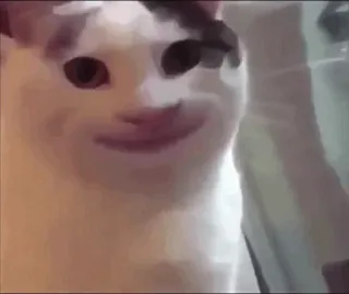 🙂 cat, meme, funny, animal, pet telegram sticker