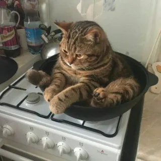 😺 chat, animal, cuisine, cuisinière, félin, animal de compagnie, chat domestique telegram sticker