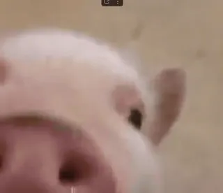 🐷 porco, animal, fazenda, fofo, focinho, rosa whatsapp sticker