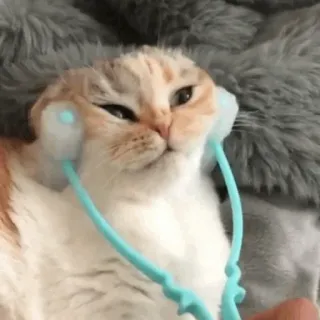 🐈 kat, dier, schattig, huisdier, headset telegram sticker