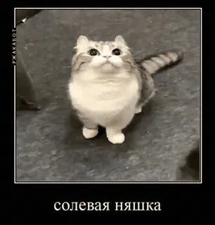 🌟 солевая няшка cat, meme, russian, animal, cute telegram sticker