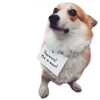☝ Поднимите! Мне не видно! perro, corgi, cachorro, animal, letrero whatsapp sticker