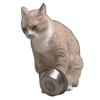 🥣 cat, pet, animal, bowl, domestic animal whatsapp sticker