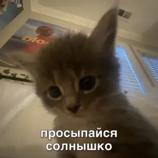 😴 просыпайся солнышко Katze, Kätzchen, Aufwachen, Sonnenschein, Süß, Tier telegram sticker
