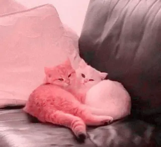 🎀 cats, kittens, cute, animals, pets, hugging, friendship, love telegram sticker