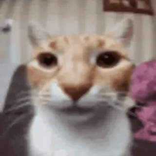 😶 gato, fofo, animal, animal de estimação, doméstico, felino telegram sticker