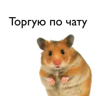 🤓 Торгую по чату telegram sticker