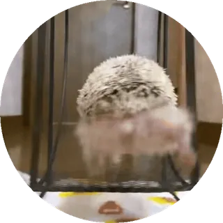 🌟 nhím, động vật, dễ thương, thú cưng, động vật có vú telegram sticker