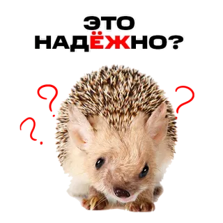 😮 ЭТО НАДЁЖНО? hedgehog, animal, cute, russian, question, text, mammal, prickly telegram sticker