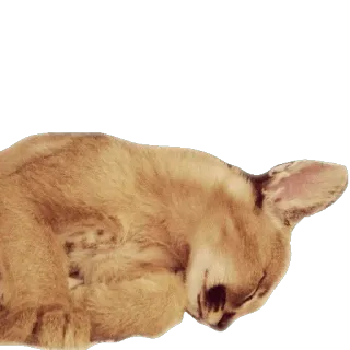 😴 кошка, котёнок, животное, питомец, спящий, милый telegram sticker