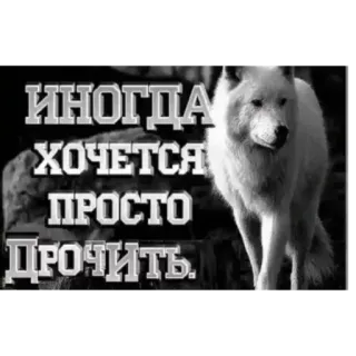 🐶 ИНОГДА
ХОЧЕТСЯ
ПРОСТО
ДРОЧИТЬ. loup, texte, russe, animal telegram sticker