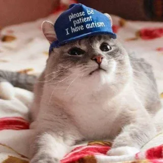😃 please be patient I have autism gatto, autismo, animale domestico, animale, cappello, consapevolezza disabilità telegram sticker