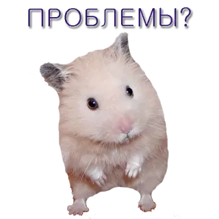 🤜 ПРОБЛЕМЫ? хомяк, проблемы, милый, животное telegram sticker