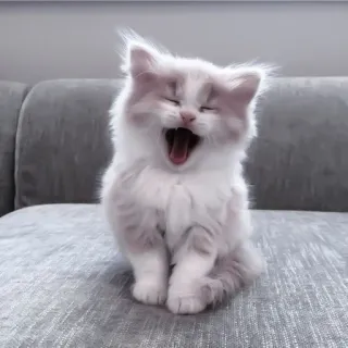 💗 котенок, кот, зевает, милый, животное, питомец, кошачий telegram sticker