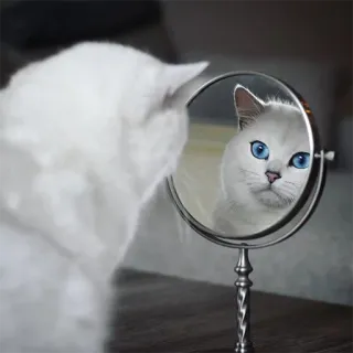 🙄 gato, espelho, reflexo, gato branco, olhos azuis, animal de estimação, animal telegram sticker