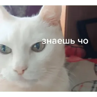 🙃 знаешь чо แมว, แมวขาว, มีม, รัสเซีย, ข้อความ, สัตว์ telegram sticker