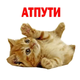 😍 АТПУТИ gatinho, gato, fofo, animal whatsapp sticker