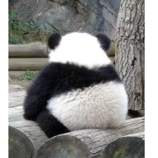 😔 Panda, Animal, Urso, Fofo, Vida selvagem, Natureza, Sentado telegram sticker
