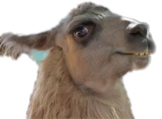 😏 lama, animale, mammifero, ritratto, divertente whatsapp sticker