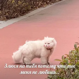 🍄 Злюся на тебя потому что ты меня не любишь.. cat, cute, text, russian, angry, lonely telegram sticker