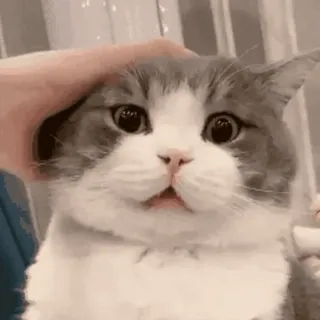 🐱 cat, pet, animal, cute, domestic, head pat whatsapp sticker