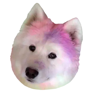 🌈 犬, サモエド, かわいい, ペット, 動物 telegram sticker