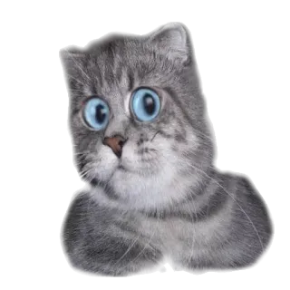 surprised cat telegram stickers