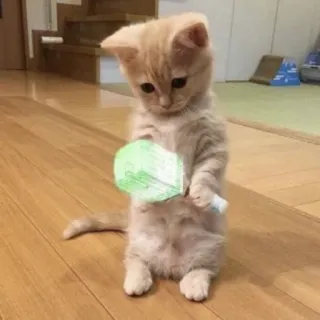 😾 猫, 子猫, かわいい, ネコ科, ペット, 家畜 telegram sticker