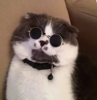 😎 cat, sunglasses, pet, animal, collar, cool, cute telegram sticker