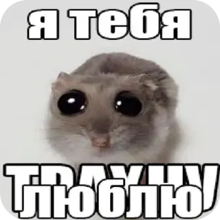 🐹 Я тебя люблю hamster, cute, love, animal, meme telegram sticker