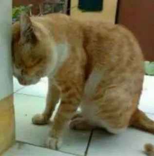 😺 chat, animal, chat roux, félin, animal de compagnie, animal domestique telegram sticker