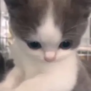 🤩 kitten, cat, cute, animal, pet, domestic cat, feline whatsapp sticker