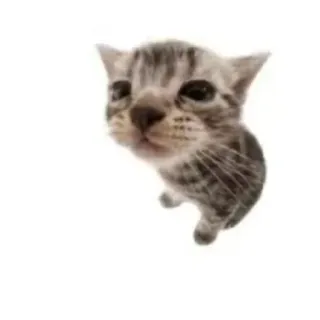 😿 gattino, gatto, animale, animale domestico, carino, felino telegram sticker