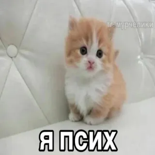 😸 Я ПСИХ ลูกแมว, แมว, น่ารัก, สัตว์, สัตว์เลี้ยง telegram sticker