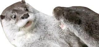 👀 wydra, zwierzę, słodki, ssak, dzika przyroda telegram sticker