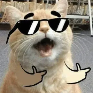 😎 고양이, 선글라스, 가운데 손가락, 모욕적인 제스처, 동물, 멋진, 밈 telegram sticker