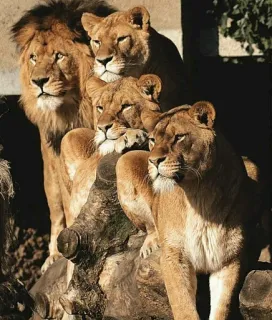 👨‍👩‍👧‍👦 львы, животные, дикая природа, семья, гордость, природа telegram sticker