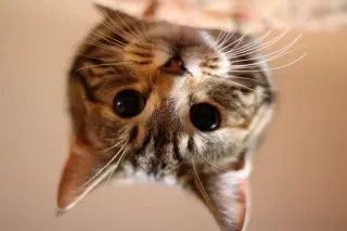 🐱 gato, gatinho, fofo, animal, animal de estimação, mamífero, gato doméstico telegram sticker