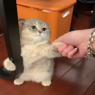 🐾 chat, triste, mignon, chaton, animal de compagnie, pleure telegram sticker