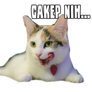 😏 CAKEP NIH.... кот, милый, животное, мем, стикер, смешной, очаровательный telegram sticker