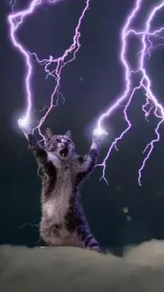 ⚡ cat, lightning, storm, animal, weather, power, energy, sky whatsapp sticker