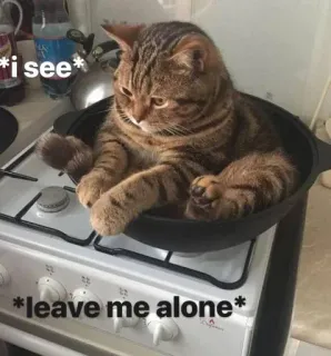😂 *i see*
*leave me alone* chat, cuisinière, drôle, animal de compagnie, animal, mème, cuisine telegram sticker