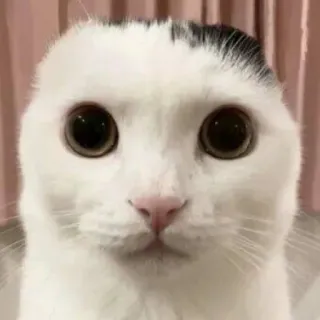 🐱 cat, animal, pet, white cat, cute, funny, meme telegram sticker