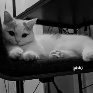 🕸 ipishy 猫, 宠物, 动物, 家猫, 休息 telegram sticker