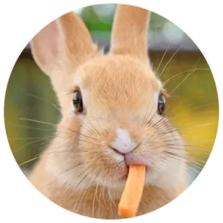 🥕 rabbit, bunny, carrot, animal, pet, cute telegram sticker